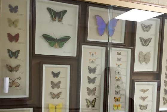Interesting insects: Dr. Winglers legacy kept in display cases
