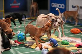 Puppies run and play in the 2016 Puppy Bowl.