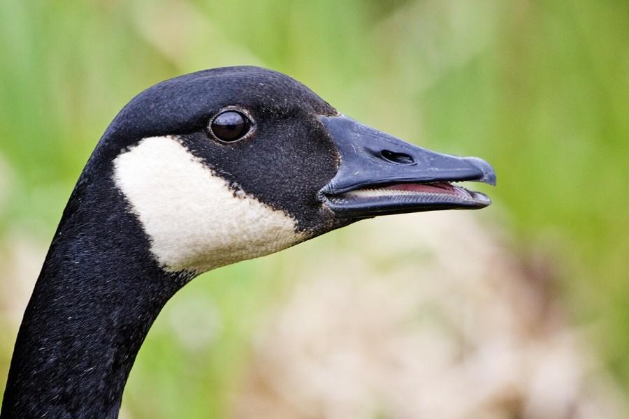 A goose, probably ready to attack.