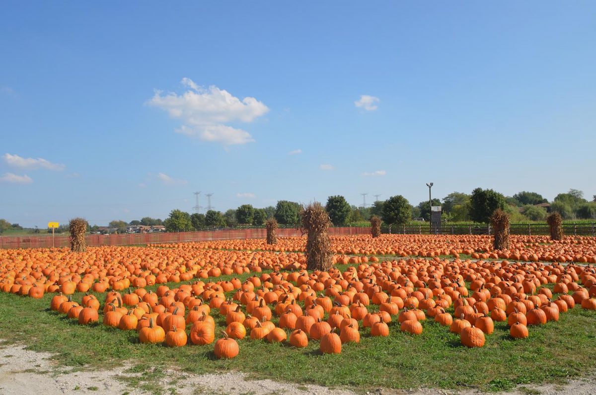 With+autumn+just+beginning%2C+its+the+best+time+to+visit+pumpkin+farms.+Bengstons+Pumpkin+Farm%2C+in+Homer+Glen%2C+provides+a+field+of+pumpkins+to+choose+from.+