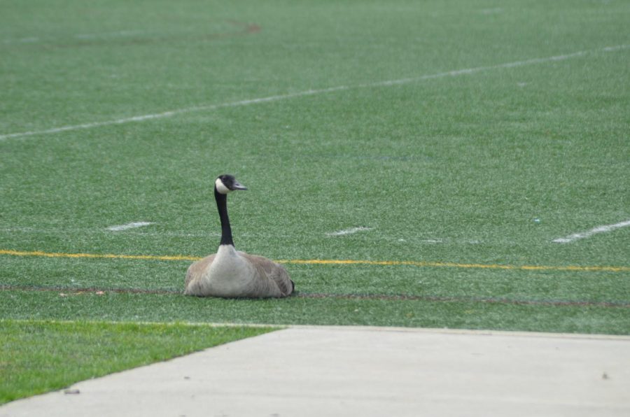 Geese are often seen parading around the athletic fields, courtyard, and parking lot chasing students if they get too close. 