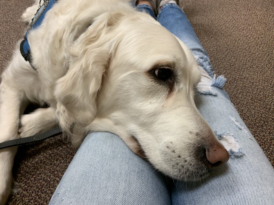 Angel, service dog, will be at the school in room 114 every Friday afternoon to give comfort to students and faculty.