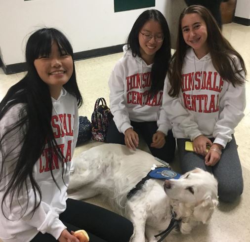 Angel, a comfort dog, visits the school weekly when possible to help students and staff de-stress. 