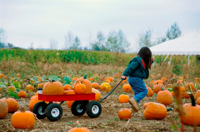 While this year may be different due to COVID-19, there are still ample opportunities and activities to do to fully take advantage of the fall season.