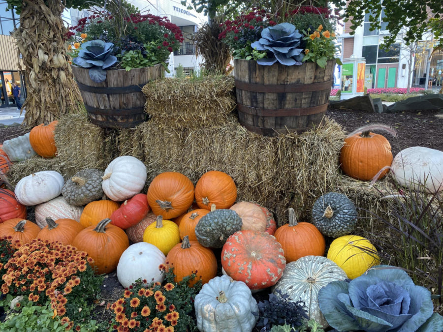 Oakbrook Center, shopping mall in Oakbrook, Ill, presents a grand pumpkin display, exciting many for Oct. 31. 