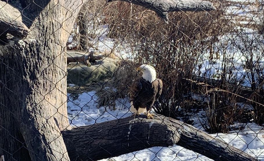 A bald eagle at Brookfield Zoo sitting alone in its enclosure.  
